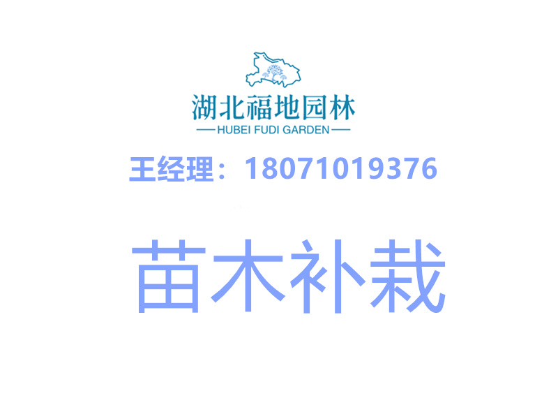 苗木補栽